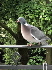 Columba palumbus