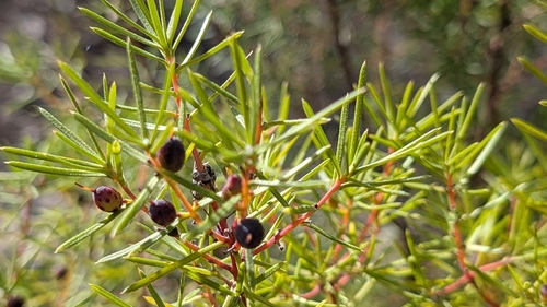 Persoonia juniperina observed 2026-10-12
