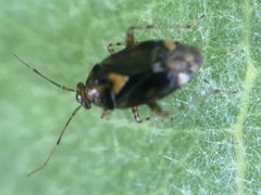Liocoris tripustulatus