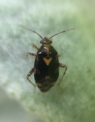 Liocoris tripustulatus