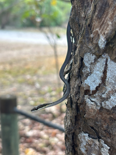 Dendrelaphis calligaster observed 2026-10-12