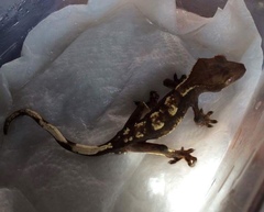 Correlophus ciliatus