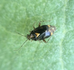 Liocoris tripustulatus