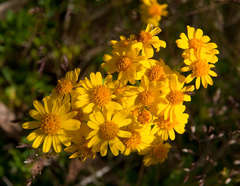 Senecio pinnatifolius alpinus