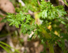 Senecio pinnatifolius alpinus