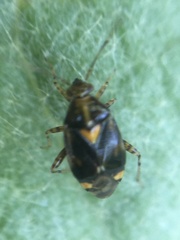 Liocoris tripustulatus