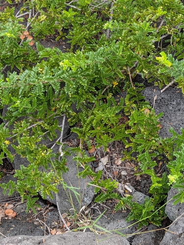 Osteomeles anthyllidifolia observed 2026-10-02
