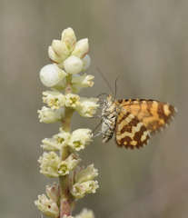 Chrysolarentia chrysocyma