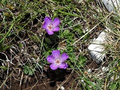 Geranium austroapenninum
