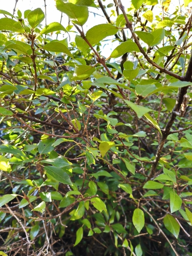 Aristotelia fruticosa observed 2026-10-12