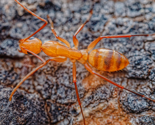 Camponotus variegatus observed 2026-10-11
