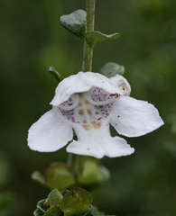 Prostanthera cuneata