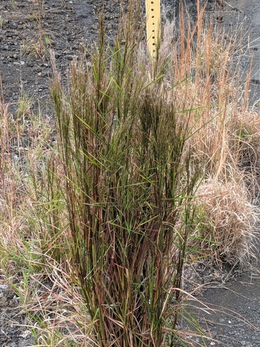 Andropogon, 2026-10-02