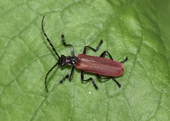 Lycocerus