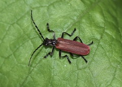 Lycocerus