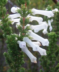 Erica colorans