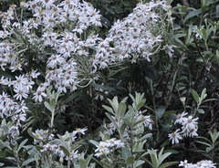 Olearia phlogopappa