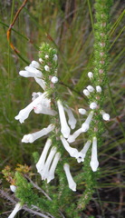 Erica colorans