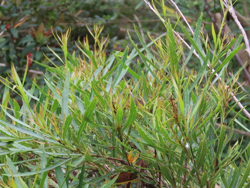 Lomatia myricoides observed 2026-10-05