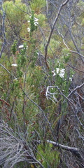 Erica colorans