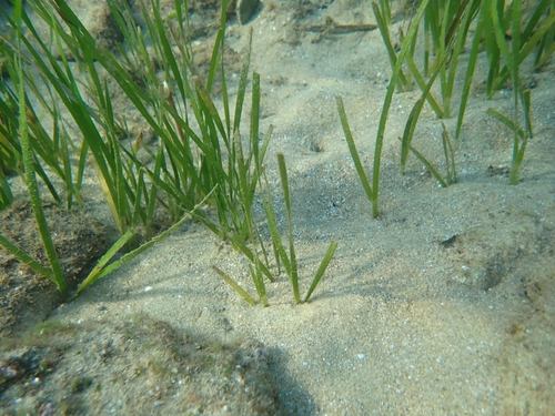 Cymodocea nodosa observed 2026-10-10