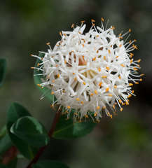Pimelea ligustrina ciliata