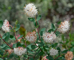 Pimelea ligustrina ciliata