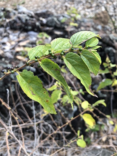 Nettle Tree (Trema tomentosum)