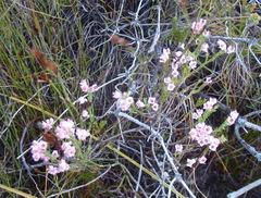 Erica corifolia bracteata