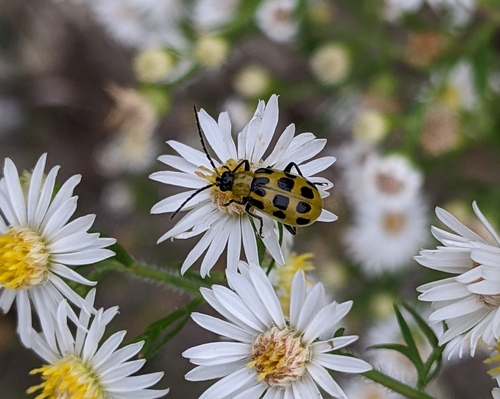 Spotted Cucumber Beetle