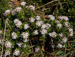 Ozothamnus alpinus