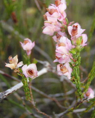 Erica corifolia bracteata