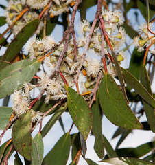Eucalyptus pauciflora