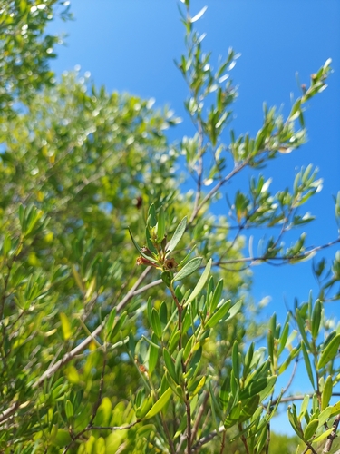 Pemphis acidula observed 2026-10-12