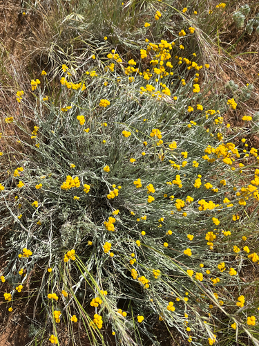 Common Everlasting