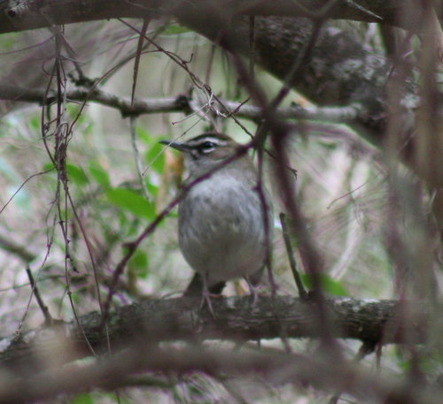 Brown Scrub Robin (Tychaedon signata), photo 9