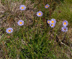 Brachyscome spathulata spathulata