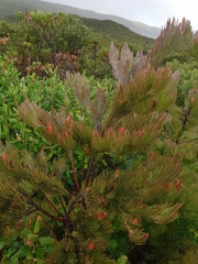 Adenanthos sericeus