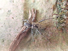 Xylotrechus rusticus