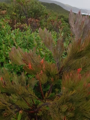 Adenanthos sericeus