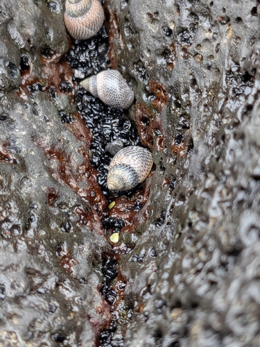 Littorina pintado observed 2026-10-02