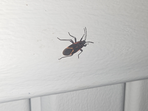 Eastern Boxelder Bug