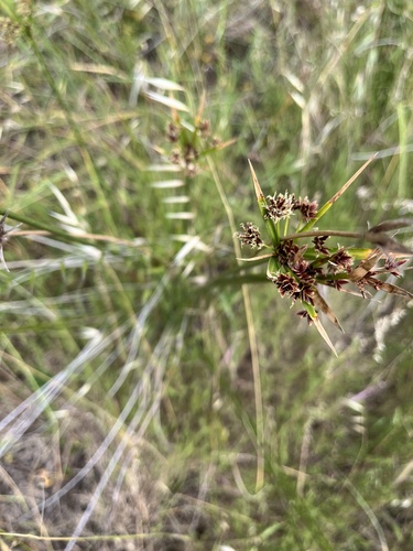 Cyperus vaginatus, 2026-10-12