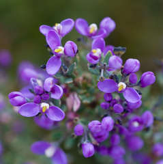 Comesperma retusum