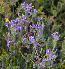 Comesperma retusum