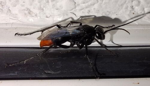 Asian Red-tailed Spider Wasp