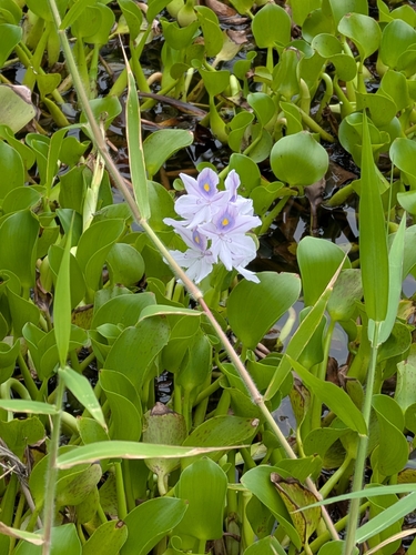 Pontederia crassipes observed 2026-10-02