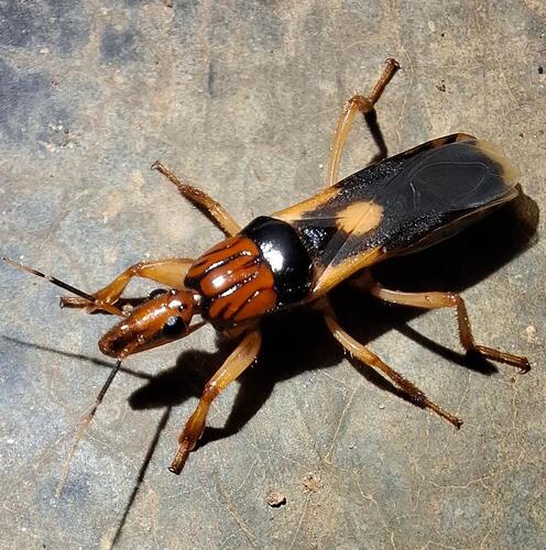 Sirthenea flavipes