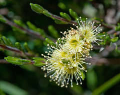 Kunzea muelleri