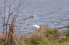 Ardea alba egretta
